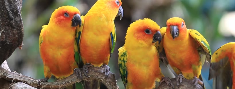 Beautiful parrots Facebook cover photo (Animals)