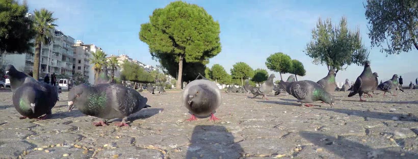 Graceful pigeons Facebook cover photo (Animals)