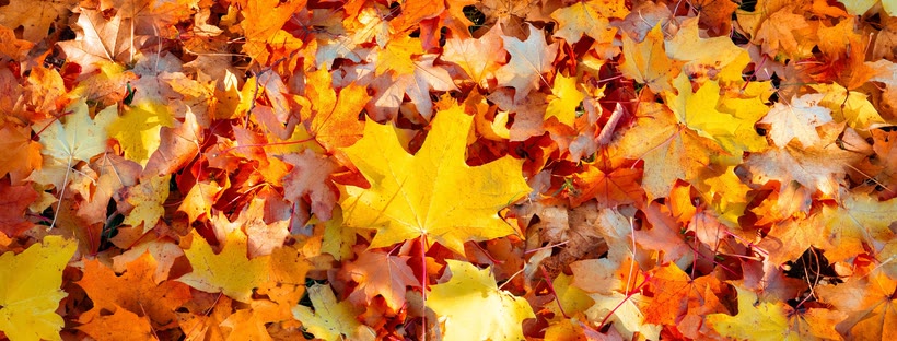 Autumn Leaves Facebook cover photo (Nature)