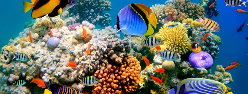 Coral reef Facebook cover photo (Nature)
