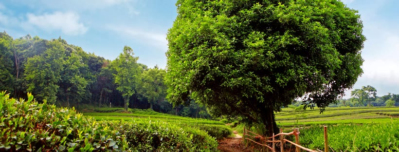 Beautiful tree Facebook cover photo (Nature)