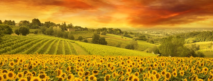 Sunflower field Facebook cover photo (Flowers)