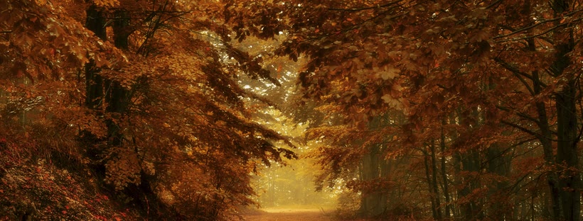 Autumn forest Facebook cover photo (Seasons)
