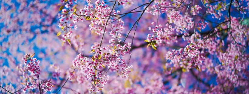 Sakura flowers Facebook cover photo (Flowers)
