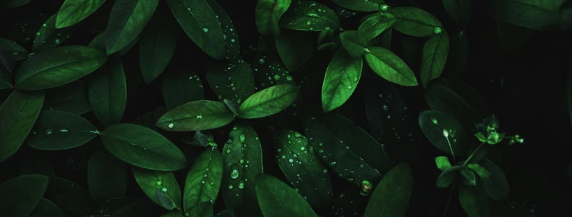 Dew on leaves Facebook cover photo (Nature)
