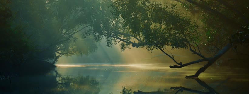 Forest Lake Facebook cover photo (Nature)