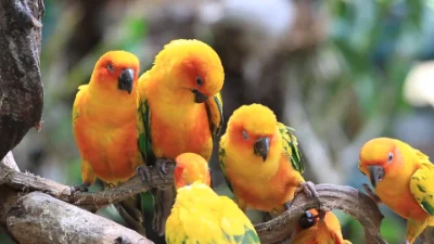 Beautiful parrots theme of Animals