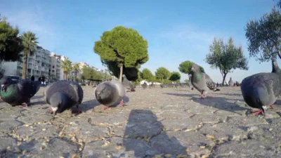 Graceful pigeons theme of Animals