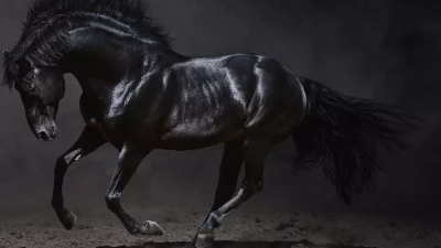 Black Horse theme of Animals