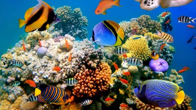 Coral reef theme of Animals