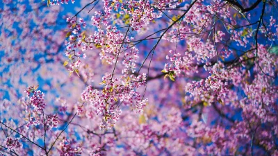 Sakura flowers theme of Flowers