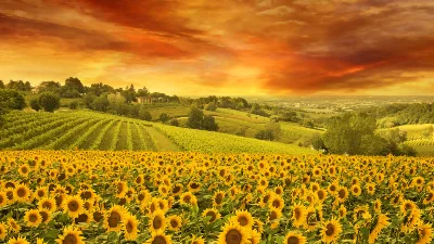 Sunflower field theme of Flowers