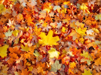 Autumn Leaves theme of Nature