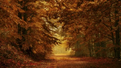 Autumn forest theme of Seasons